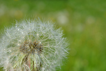 white radiant dandelion flower with drops of water after a rain on a background of green meadow.bright fresh natural composition. macro