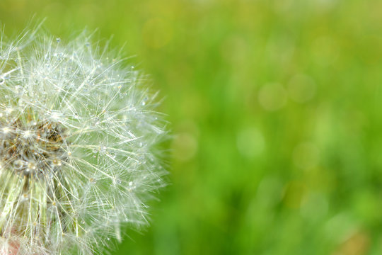 Fototapeta white radiant dandelion flower with drops of water after a rain on a background of green meadow.bright fresh natural composition. macro
