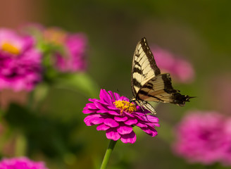 Fototapeta na wymiar Swallowtail Butterfly on a Bright Pink Flower