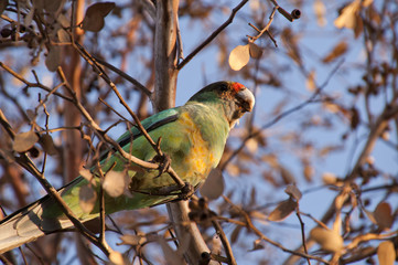 Quorn South Australia, native Australian green parrot perched in gum tree in the late afternoon sunlight