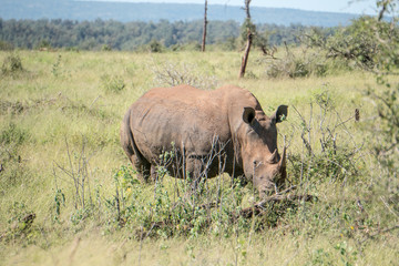 Obraz premium Rhino Coming Closer
