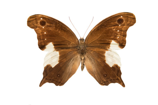 butterfly Neorina lowii