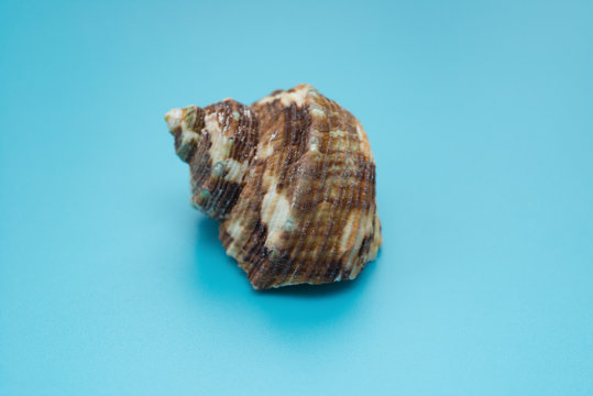 side veiw conch shell on a blue background