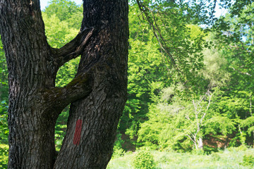 Crossing, squatting on an old tree trunk