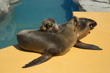 South American sea lion,  southern sea lion, Patagonian sea lion   (Otaria flavescens, formerly Otaria byronia).
