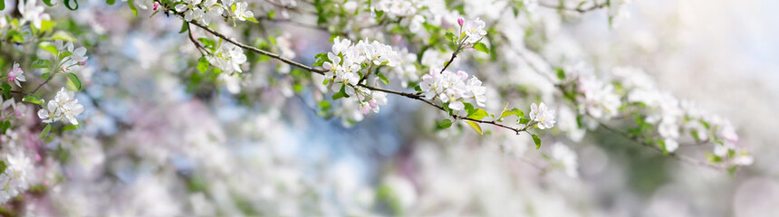 blurred apple tree background. Spring flowers on beautiful sunny day