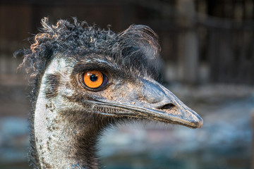 Funny ostrich emu head close up with big yellow eye.