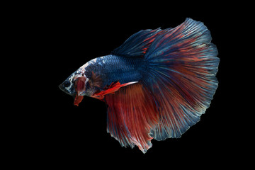 Halfmoon Betta Fish