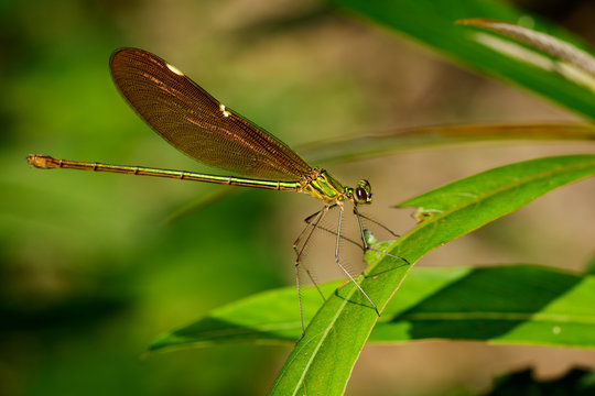 Image of Oriental Green-Wing Dragonfly(Female),Neurobasis chinensis chinensis on green leaves. Insect Animal.