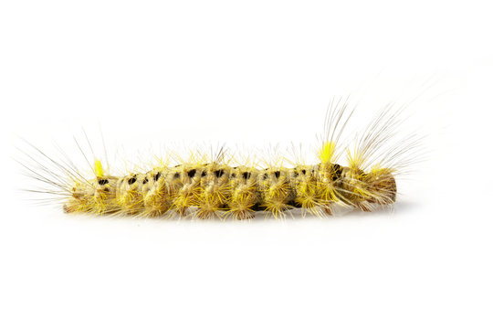 Image of Hairy caterpillar on a white background. Insect. Worm. Animal.