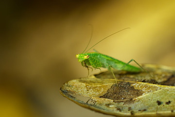 Image of green mantis(Hierodula patellifera) on leaves. Insect, Animal.