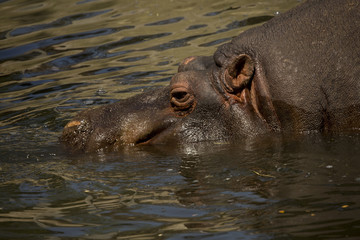 Fototapeta premium Common hippopotamus (Hippopotamus amphibius).