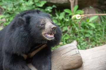 black bear looking at fruit on wooden stick with hungry