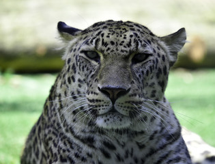 leopardo