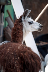 Llama alpaca posing for a portrait