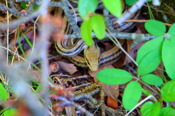Japanese four-lined ratsnake