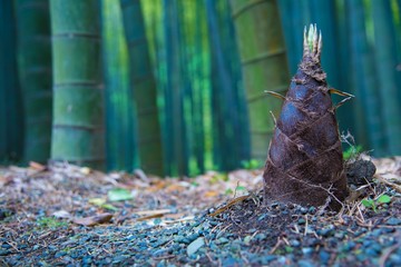 Obraz premium 筍と竹林