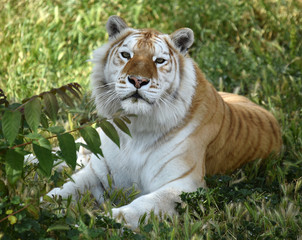 tiger of bengal