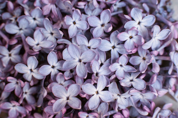 macro view of flower lilac. A beautiful bunch of lilac closeup. Bush Bloom. flowers in the garden. Soft selective focus.