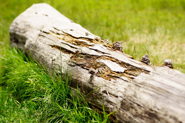 A photo of a natural old wood trunk for use as a texture for a website.