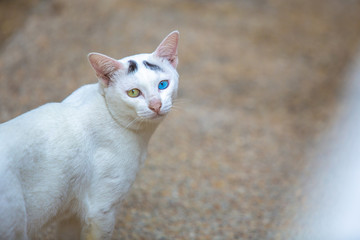 Naklejka na ściany i meble The white cat has two eyes. Yellow and blue
