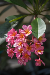 Fototapeta na wymiar Tropical flowers from Bali Island Macro photography