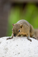 Squirrels on the island of Bali