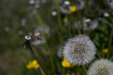 Löwenzahn kurz bevor er verblüht