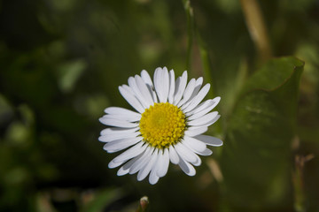G&auml;nsebl&uuml;mchen aus der N&auml;he