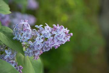 Beautiful purple syringa vulgaris blooming in summer.