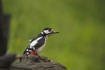 Picchio rosso maggiore (Dendrocopos major)