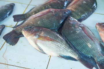 Fresh black tilapia for sale in market