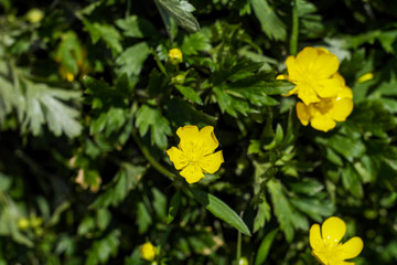 Kleine gelbe Sumpfdotterblumen