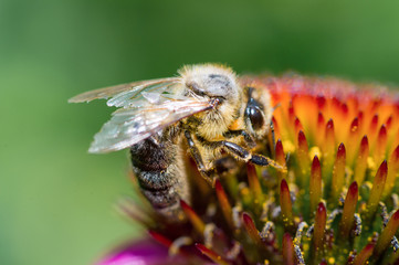 Closeup Honey Bee pollinating on the flower