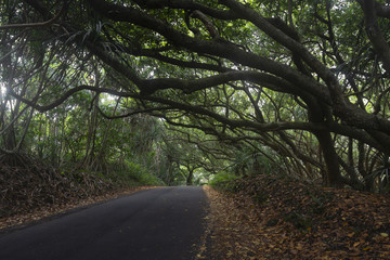 Dense vegetation on a road in Big Island, Hawaii