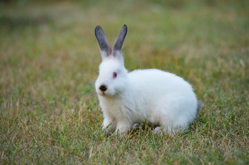 tiny fluffy white rabbit with black nose on green grass background