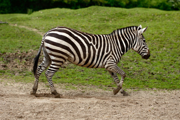 Fototapeta na wymiar African striped coats zebra at the race