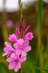 Fototapeta premium Flores en Azores Portugal