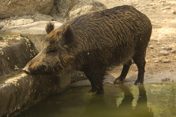 Naklejka na ściany i meble Wild boar (Sus scrofa).