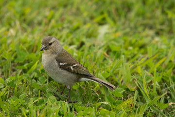 pajarito en el Cesped