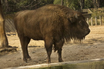 European bison (Bison bonasus).