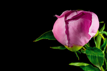  Pink peony blossom isolated on a black background with copy space