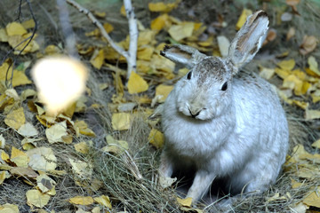The hare sits in the grass among the yellow autumn foliage.