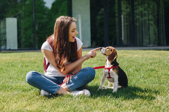 Happy young brunette woman sitting with cute little beagle puppy on the green grass lawn outdoors. Beautiful girl playing with beagle dog and touching his nose