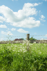 May blossoms in the English countryside.