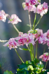 Pink flowers of Aquilegia at sunset