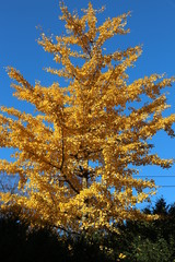 Herbstbaum