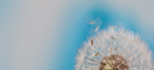 Beautiful summer time floral wallpaper. Fluffy dandelion flower with flying seeds macro view. Blue white background. shallow depth of field. copy space