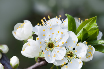 Blossoming apple tree. Macro view white flower. Beautiful spring nature landscape. Soft background photo.