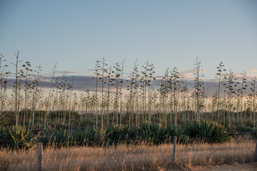 Plantação de sisal para confecção de cordas